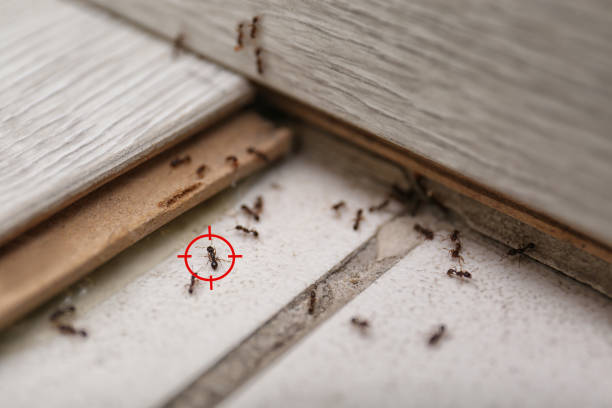 Best Pest Prevention Services  in Gilbert, IA