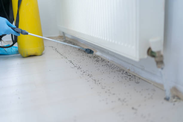 Best Wasp Removal Services  in Gilbert, IA
